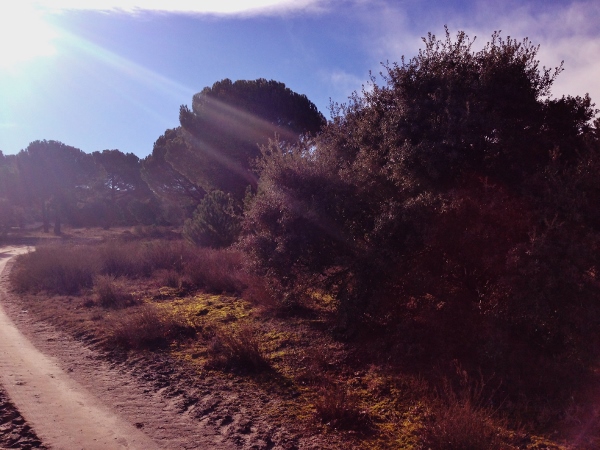 Abadía_Retuerta_visita_paisaje_mañana